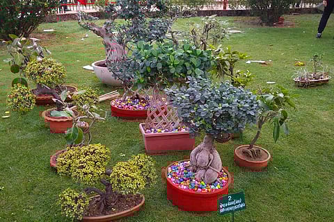 Representative image of bonsai plants