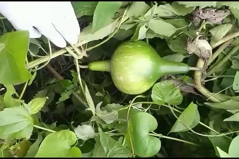 Bottle Gourd