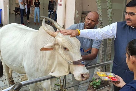 Man worshipping a bull