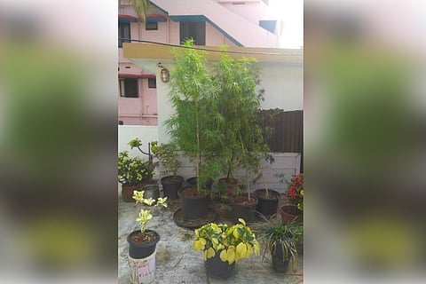 Kerala woman arrested for growing 6-feet tall ganja plant on rooftop
