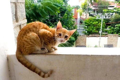 A cute orange cat