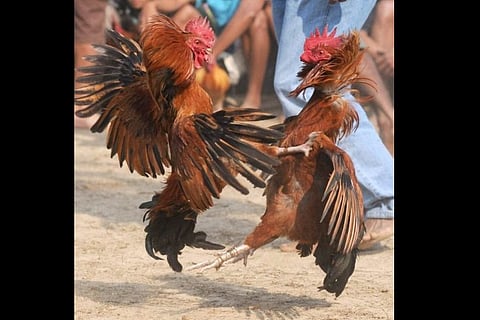 Andhra ban on cockfight ineffective as birds go on sale on OLX ahead of Sankranti