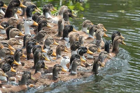 Ducks