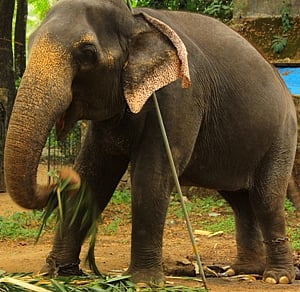Doctor trampled to death by elephant in Kerala, a death that could have been avoided?