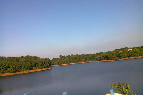 Don't grant permission to BPCL to chop 4,000 trees in Kochi, says environmentalist