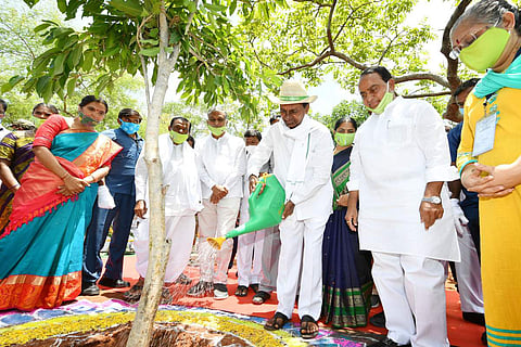 Chief Minister K Chandrasekhar Rao watering a sapling during the Haritha Haram programme