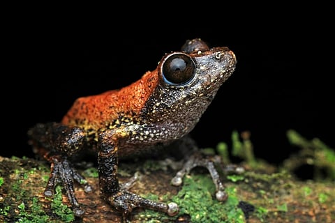 Frog found during herping