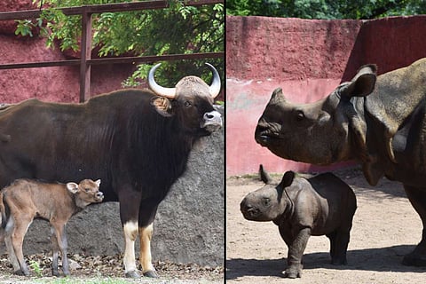 A newborn baby gaur and baby rhinoceros at the Nehru Zoological Park in Hyderabad 