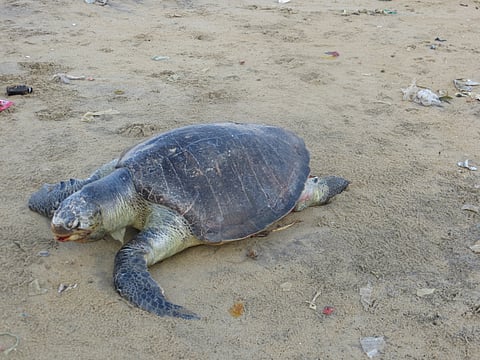 Modified nets tested after over 300 dead turtles wash up on Chennai's coast