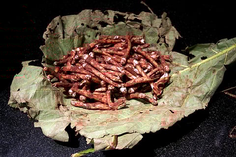 Mushroom magic that the monsoons bring to Goa