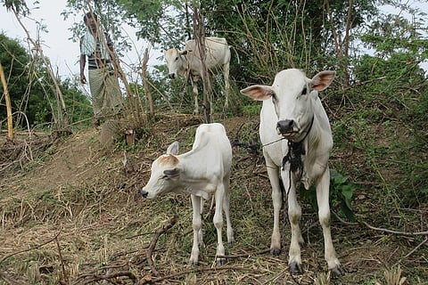 ‘I think twice before coming alone’: Fear of leopard attacks halts life along Pocharam