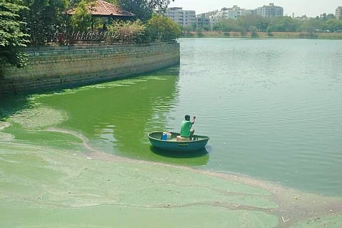 Algae bloom in Kaikondrahalli lake from 2018
