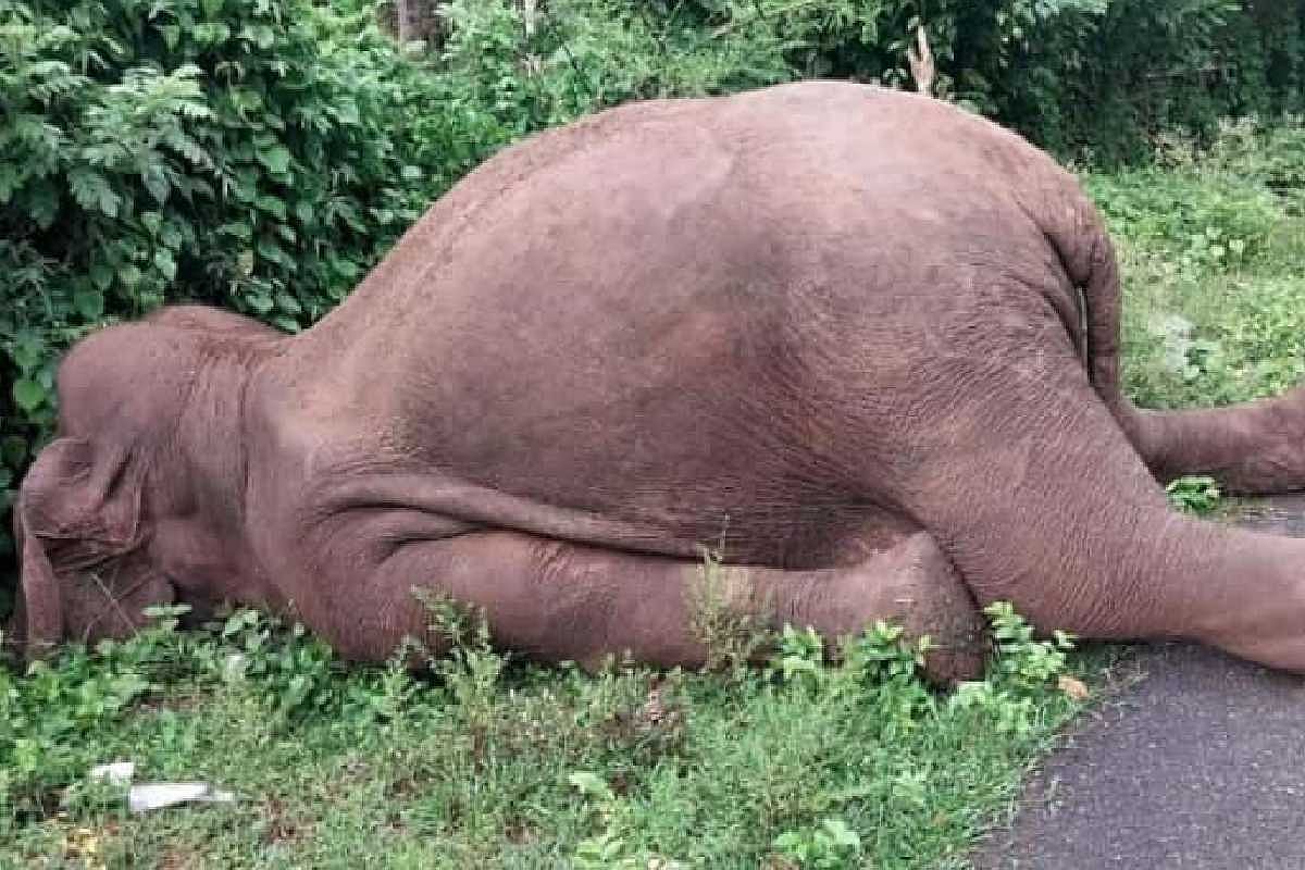 Elephant electrocuted in Karnataka forest, wildlife activists raise concern