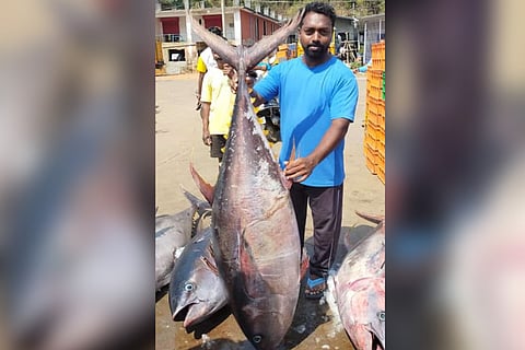 Rare man-sized tuna fish caught by fishermen in Karnataka’s Karwar