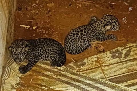 Two young leopard cubs in an enclosure