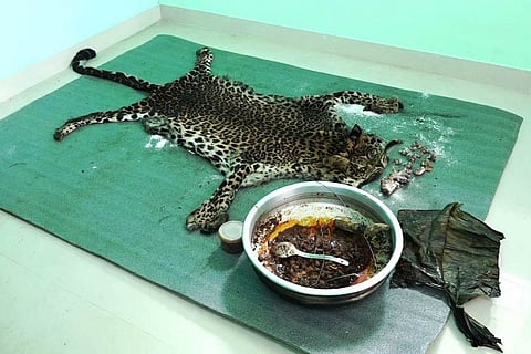 Leopard skin 