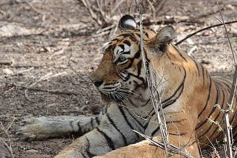 Ranthambore Tiger Reserve's pride Machli dies at 19