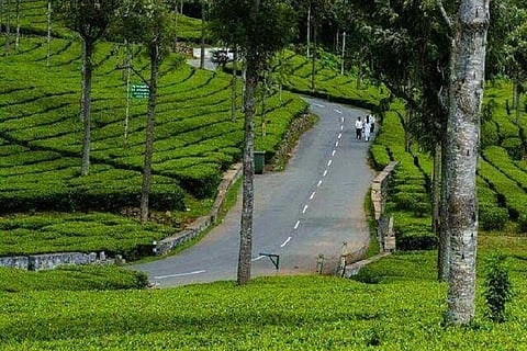 Frost and low temperatures hurt tea cultivation in Tamil Nadu’s Ooty and Valparai