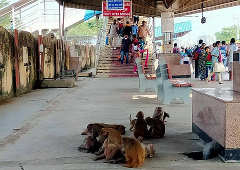Monkeys at Dornakal Railway station