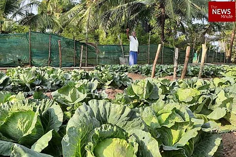 Vegetable farm