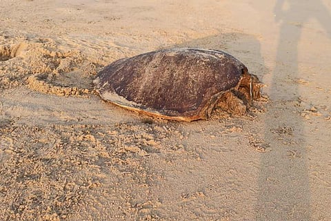 An olive ridley turtle that washed up ashore in Andhra Pradesh
