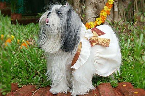 A pet dog clad in Onam outfit