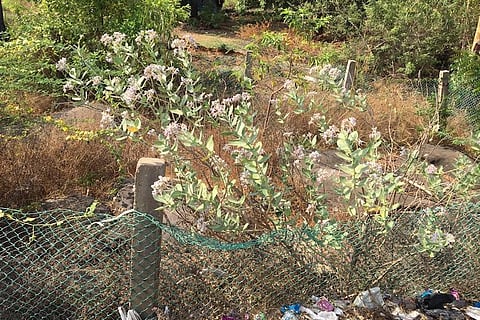 Rare Poonjeri inscriptions on Chennai's ECR lie neglected