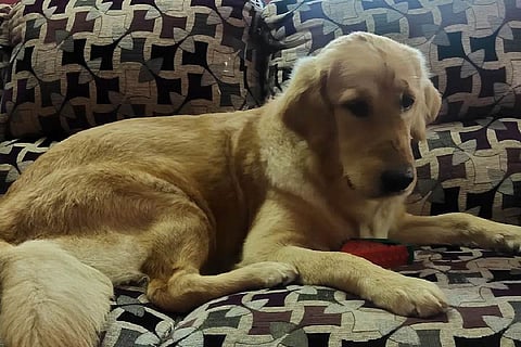 Ruby sitting on a sofa