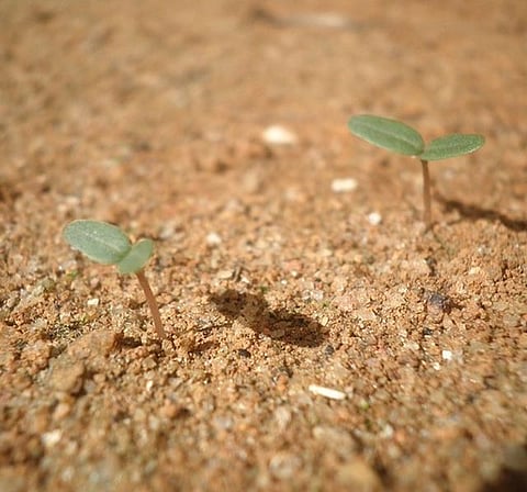 BSF aims to green India's borders, plans sapling planting marathon for Limca Record