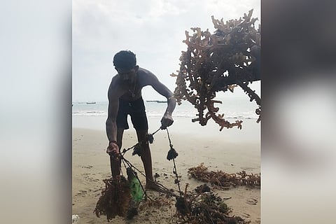 Risky work, no govt support: The seaweed divers of Tamil Nadu’s Threspuram