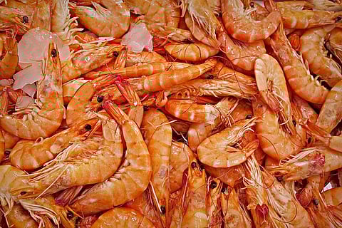 COVID-19 lockdown hits Andhra Pradesh's aquaculture sector hard