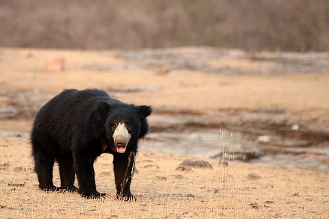 Sloth Bear in Ranthambore National Park