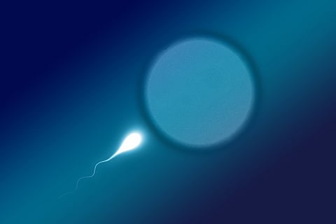 Fertilisation