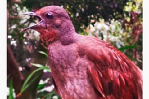 Fact Check: Did it take 19 photographers 62 days to shoot video of 'Suraga' bird?