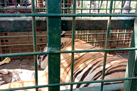 Gudalur tiger T-23 captured by TN forest officials lying in a cage