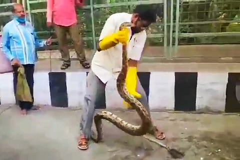 Python in the hands of a snake catcher in Tirumala