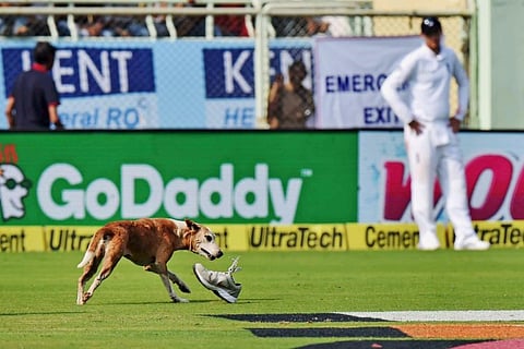 What happens when a stray dog interrupts a cricket match? It gets its own Twitter account