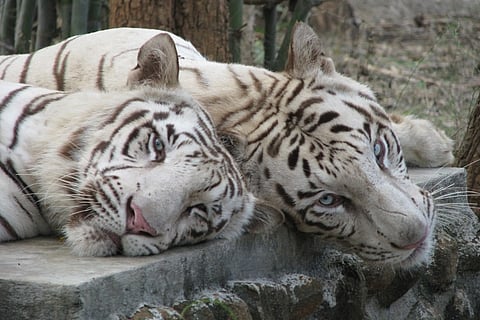 Two tiger cubs maul a newly-employed guard at Bannerghatta park to death