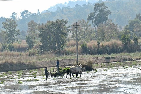 28 districts in Telangana record deficit rainfall, cultivation decreases by half
