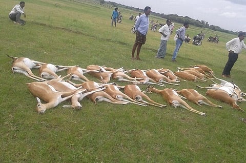 Man-animal conflict: 26 blackbucks die due to pesticide poisoning in Telangana