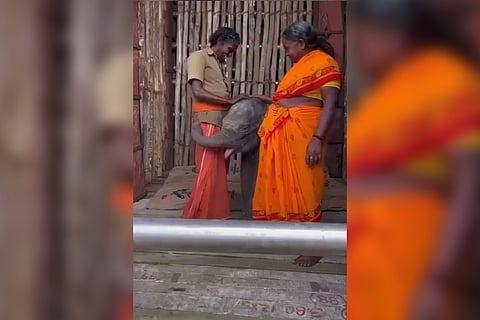 The rescued elephant calf that died