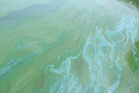Toxic algae found in Kerala’s Chaliyar River, green NGO writes to PM