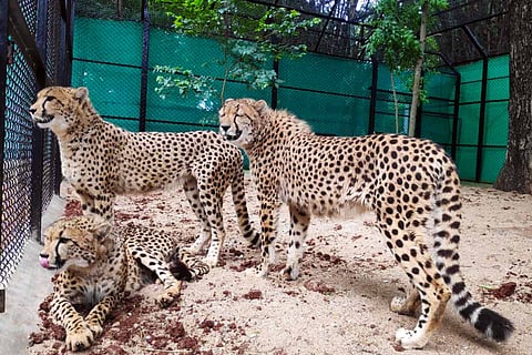 Cheetahs in Kuno National Park, MP
