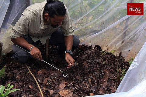 How three men guarded a nest of king cobra eggs for 100 days, and helped them hatch