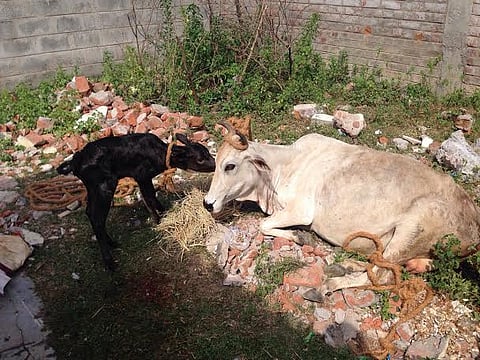 Lawyers in Chennai eat beef to protest against beef ban