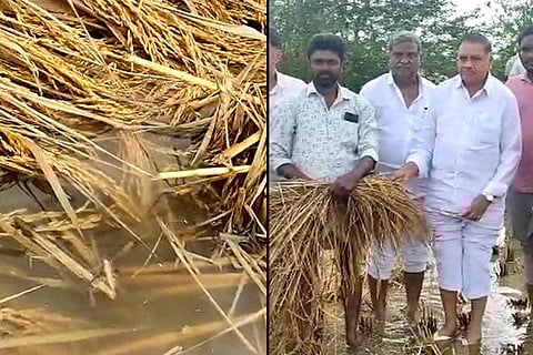 Crops damaged in AP