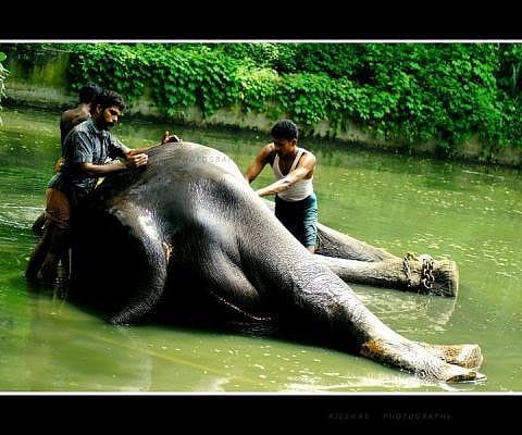 Will Kerala's iconic Thrissur Pooram have to do away with elephants this year?