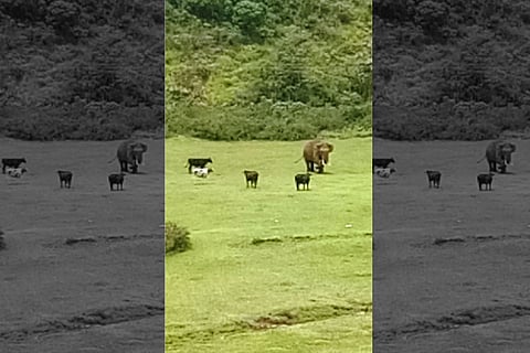 A rare treat: Tourists witness wild elephant befriending cows in Munnar