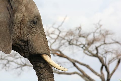 Five arrested in Kerala for attempting to sell elephant tusks worth Rs 40 lakh