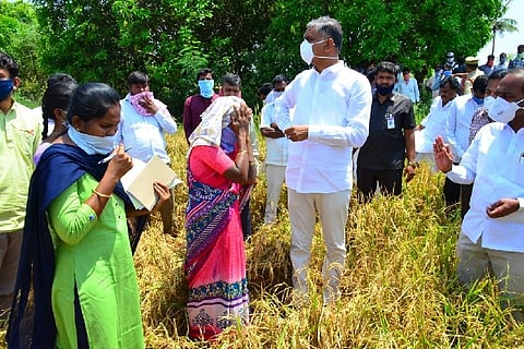 Several crops destroyed due to hailstorm in Telangana, Harish Rao assures assistance